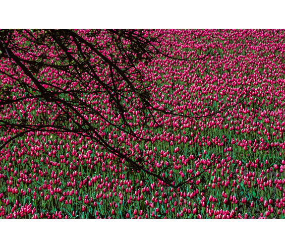 "Tulips through Branches" by Keith Lazelle